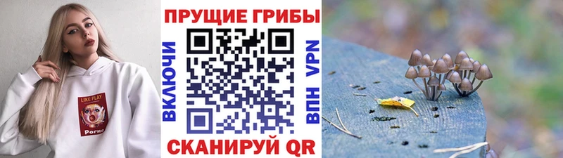 Галлюциногенные грибы Cubensis кракен ССЫЛКА Екатеринбург